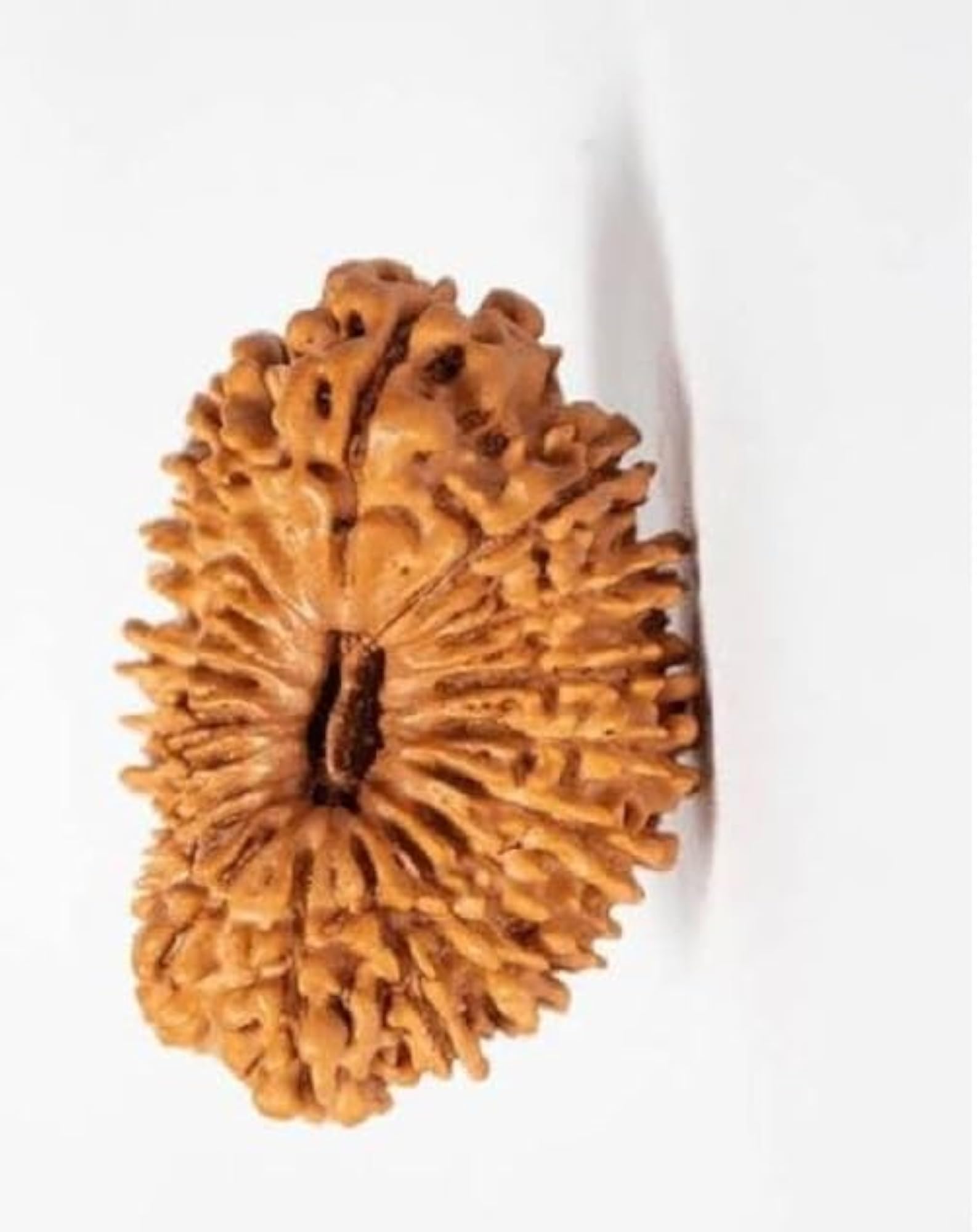 Nineteen Face Rudraksha Bead, Original Certified