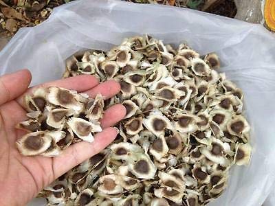 SHOP 360 GARDEN PREMIUM DRUMSTICK/SAJNA/MORINGA OLEIFERA SEEDS - PKM1 HYDRID VARIETY SEEDS (PACK OF 500 GRAMS)