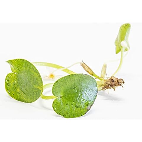 PondPlantsUK Lincspplants Amazon Frogbit 3 Large Frogbit Cover