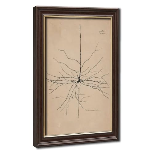 Dessin neurone de Santiago Ramón y Cajal toile décoration murale 20x30 cm