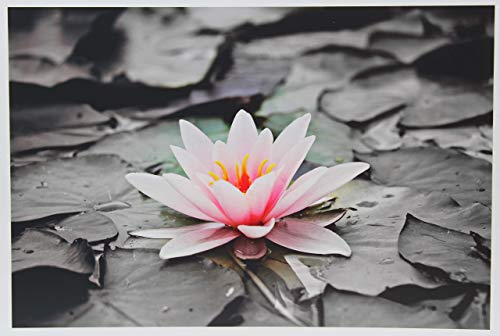 PPD A3 x 50-sheet Inkjet 280g Super Premium Photo Paper High Gloss, Microporous, Direct Drying and Waterproof - Professional Quality - PPD-16-50