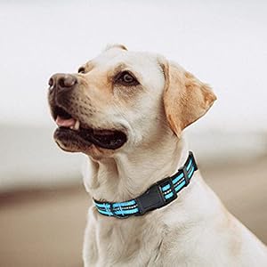   Mile-High-Life-Reflective-Dog-Collar-Nylon-Pet-Collars-wiith-Buckle-Light-Weight-Puppy-Collars-Light-Blue-Dog-Collars-for-Small-Dogs-Light-Blue-X-S