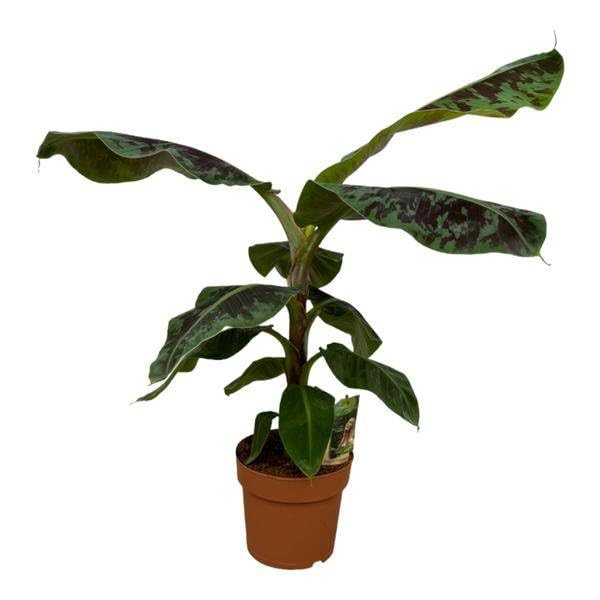 Bananenpflanze Musa tropische Gartenpflanze Ø21 cm ca. 80 cm