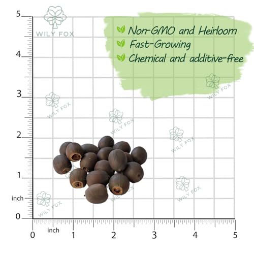 Rare Lotus Seeds for Planting – 15 Pre-Cut Bonsai Lotus Flower Seeds in Water – Non-GMO, Heirloom - Grow Stunning Lotus Flowers in Ponds & Gardens (Nelumbo Nucifera)