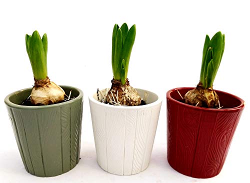 POWERS TO FLOWERS - SET 3 BULBI GIACINTO PROFUMATO ROSA, BIANCO E BLU, IN VASO CERAMICA, piante vere