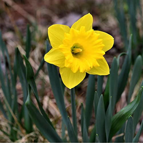 50 Yellow Daffodil Bulbs for Planting - Dutch Master Value Bag - Plant in Gardens, Borders & Flowerbeds - Bulb Size 10/12 cm - Easy to Grow Fall Flowers Bulbs by Willard & May - Thumbnail 6
