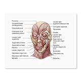 Posterazzi Facial muscles of the human face (with labels) Poster Print, (16 x 12)