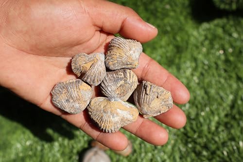 Image of Amazing Marine Fossil Collection: 4 Fossilized Sea Urchins and 6 Authentic Brachiopods, Perfect for Collectors and Natural Decor A170