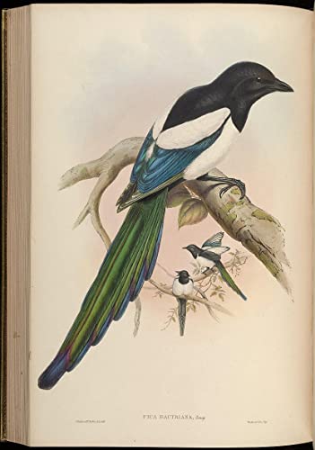 Tableau oiseau Pica Pica Bactriana par John Gould affiche vintage de collection 60x90cm