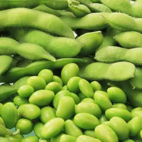 Chiba Edamame Soy Bean Seed - 50 Seeds Premium Japanese Soybean- Sweet Tender High Yield - High Protein Non-GMO - Grow Your Own Superfood and savor the delicious flavors they bring to your meals. Enjoy as edamame tofu or in various culinary creations