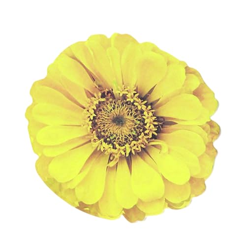 25V[g̉Ԃ̌`XeBbNm[g_m[gCeBOpbhڒLy[WItBXXN[ĩ