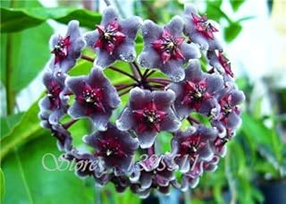Green Seeds Co. 2016 10 Colori Rare Hoya Fiore Bonsai Albero 20pz / Pack Bonsai Piante per la casa & amp; Giardino: 4: Only Seeds
