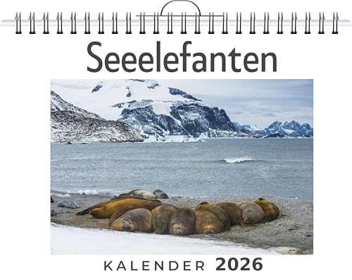 Seeelefanten: (Wandkalender 2026, Kalender DIN A4 quer, Monatskalender im Querformat mit Kalendarium, das perfekte Geschenk)