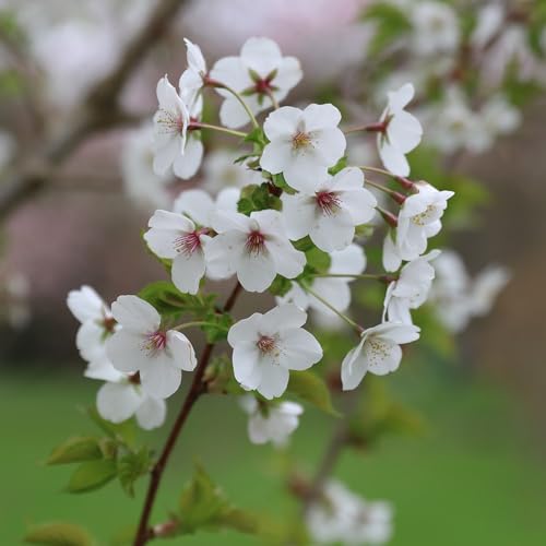 Plant Theory 1.8m - 2m Snow Goose Flowering Cherry Blossom Tree Prunus 9L Pot