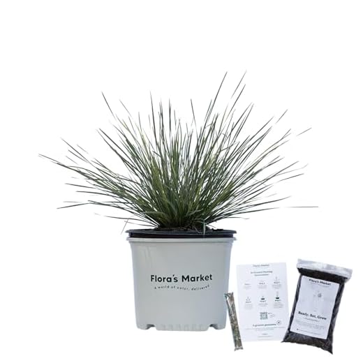 Platinum Beauty Lomandra - 3 Gallon - Includes Planting Kit