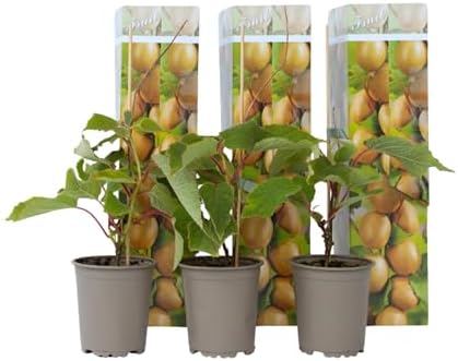 Plant in a Box - Kiwi Actinidia 'Jenny' - Set de 3 - Buisson de k...
