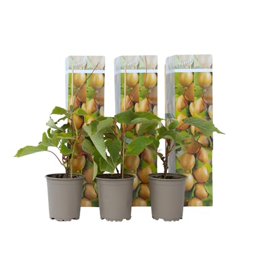 Plant in a Box - Kiwi Actinidia 'Jenny' - Set de 3 - Buisson de kiwis - Pot 9cm - Hauteur 20-40cm