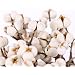 30 Boules De Coton Naturel Séchées | Branche Coton Blanc 5 Cm, Idéal Couronne Ferme, Déco Artisanat Maison, Style Campagne