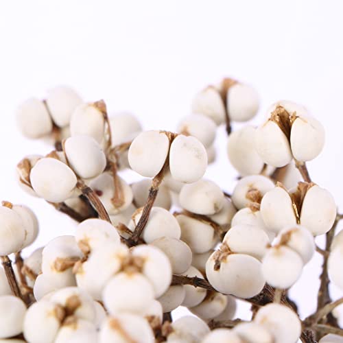 Ericetion 20 Pcs/Jeu De Coton Naturel Boules De Coton Séchées Plantes De Fleurs Sèches Vrais Fruits Blancs Bouquet De Fruits Fleurs Décoratifs Bricolage Mariage Décoration De Mariage, Blanche – vue 4