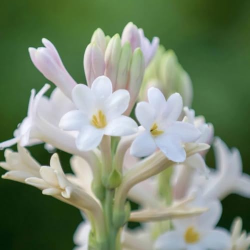 Semillas de nardo, semillas de Polianthes tuberosa, para lugares soleados semillas de silvestres resistentes para el jardín 50pcs