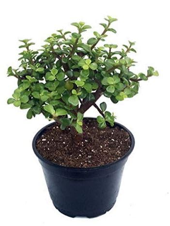 Jade Plant in 4-Inch Pot, Lucky Indoor Plant for Home, Office or Bedroom, 22cm Tall (B0D3CFQFR4) Amazon Price History, Amazon Price Tracker