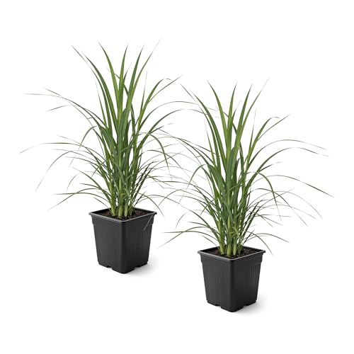 Live Ornamental Pampas Grass (Cortaderia selloana) - Assorted Pink and White (2 Pack) - Perennial Accent Plant - 10 Tall by 5 Wide in 1.5 Qt Pot