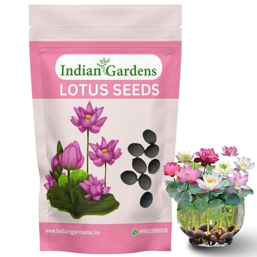 Indian Gardens - Lotus Seeds Pack of 20 High-Germination Lotus Seeds for Planting in Water, Home Garden