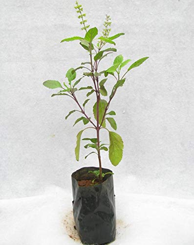 EdensField Live Rama Tulsi - Holy Basil Religious Holy Plant (with POT) (B07YGLDSTG) Amazon Price History, Amazon Price Tracker