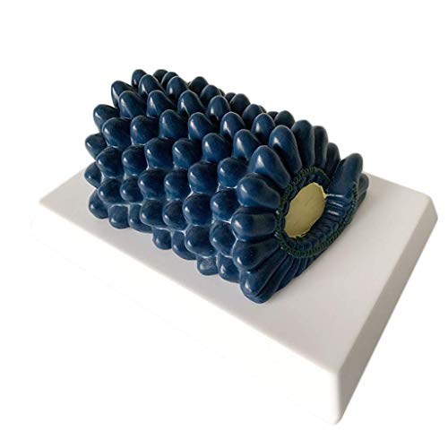 image for LXX Baculovirus Model Rabies Virus Anatomical Model Virus Structure An