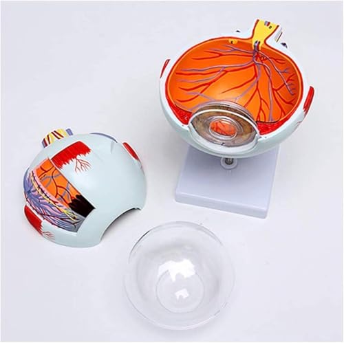 Modèle anatomique de globe oculaire à grossissement 6x pour dissection