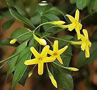 Delorea Live Raat Ki Rani Raat Rani Plant (B096PF1QQ4) Amazon Price History, Amazon Price Tracker
