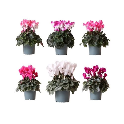 Flores de Cyclamen Set de 6 Plantas Naturales Exterior e Interior