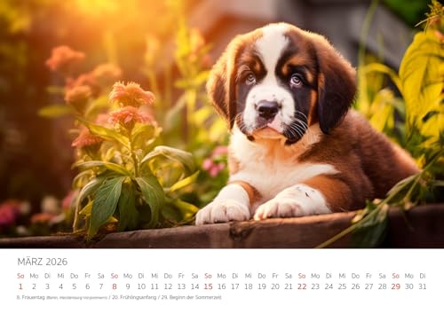 Edition Seidel Premium Kalender Niedliche Hundewelpen 2026 Format DIN A3 Wandkalender Hundekalender Hund Welpe Tierkinder Hunderasse Haustier Melanie Viola