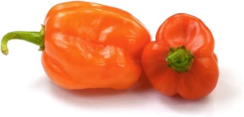 Miniatura 5 de Semillas de habañero para plantar, más de 25 semillas tradicionales por paquete, pimiento picante y picante, semillas de jardín de Isla (semillas de