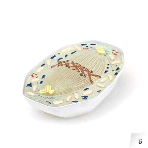 Image of Parco Scientific PB00160 Animal Mitosis 3D Model | 9 Stage Mitosis Demonstration | Biology Classroom Cell Division Display | Detailed Open Cell Organelles | Pieces Equipped with Stand | W Manual