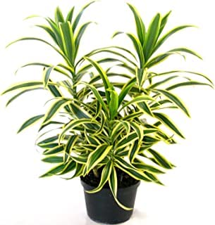 Guruji Plantation Pleomele Plant Indoor Plant For Home and Garden with Pot (Pack of 1) (Green)