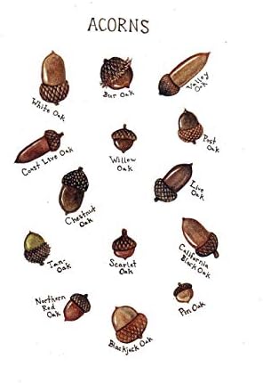Acorns Field Guide Art Print