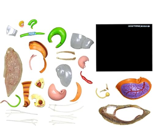 Fgtgwfc 20972 4D Snails Anatomy Skeleton Model, Animal Anatomy 32 Bodies And Detachable Parts Of The Model Anatomical Model thumb #4