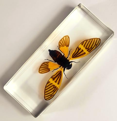 Image of 4.3 inch Real Golden Black Cicada w /Open Wings in Crystal Clear Lucite Resin Crafts Specimen Preserved Becquartina Electa Insect Taxidermy Collection for Biology Science Education & Desk Ornament Display