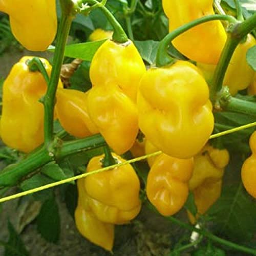 Golden Hills Farm hybrid Hot Chilli Habanero Devils Tongue Yellow chilli 40+ seeds (B0937HLM5L) Amazon Price History, Amazon Price Tracker