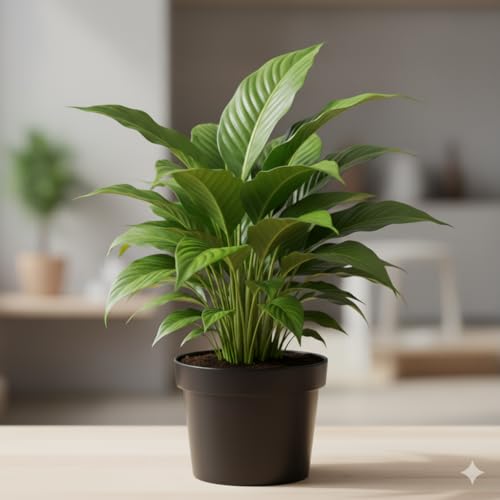 Image of live plants (LILYYY)
