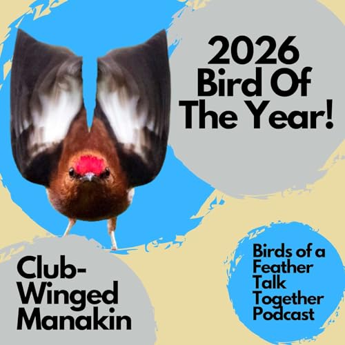 140: Round Robin Championship, also Rusty Blackbirds, Brown-headed Cowbirds, and The Reiser Brothers Visit The Field Museum