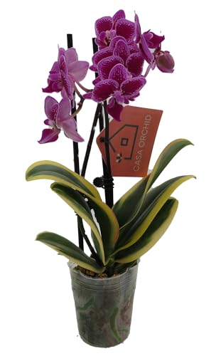 Surprise Moth Orchid Plant - Phalaenopsis - 4' Pot - Easy House Plant