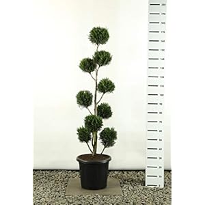 Vormgesneden vormhout Bonsai PonPon – Cupressocyparis leylandii 2001 Multibol extra – totale hoogte 150-170 cm – 25…