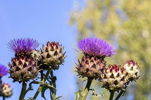 25 Cardoon Cynara Cardunculus aka Artichoke Thistle Perennial Edible Vegetable Seeds