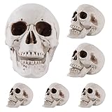 FONYFA 6 Pcs Halloween Human Skull Realistic Skeleton Decorations Head Skull Decor Human Head Bone Skull for Statue Halloween Outdoor Decor, 3 Size,8inch,6inch,4inch