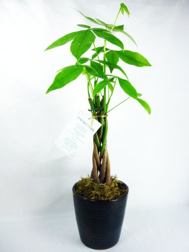 Photo 1 of *STOCK PHOTO FOR REFERENCE ONLY* Tree Plants Braided Into 1 Tree - Black Ceramic Pot