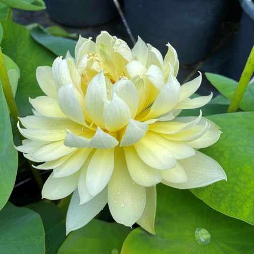 Image of Very Beautiful All Season Pink+Yellow Water Lotus(Pack Of-2) /Water Kamal /Water Lily Plant (TUBER) Original Hybrid Veriety Blloming With In 30 Days For Outdoor & Indoor Live Plant.