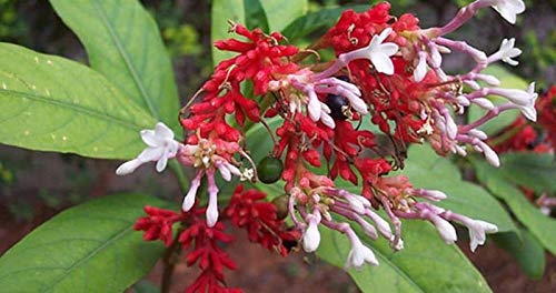 See full amazon price history chart for sarpagandha four month plants (rauvolfia serpentina) sarpagandha four month plants (rauvolfia serpentina) (B0824GC77H) Amazon Price History, Amazon Price Tracker