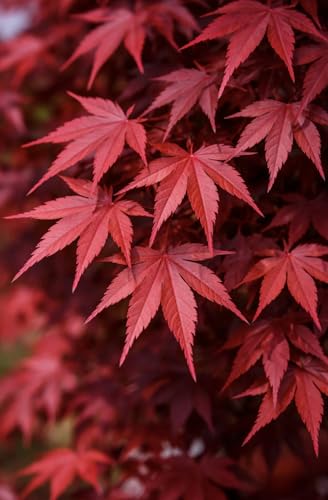 Bloodgood Red Japanese Maple Tree - 2 Year Live Plant - Acer palmatum 'Bloodgood' by - Japanese...